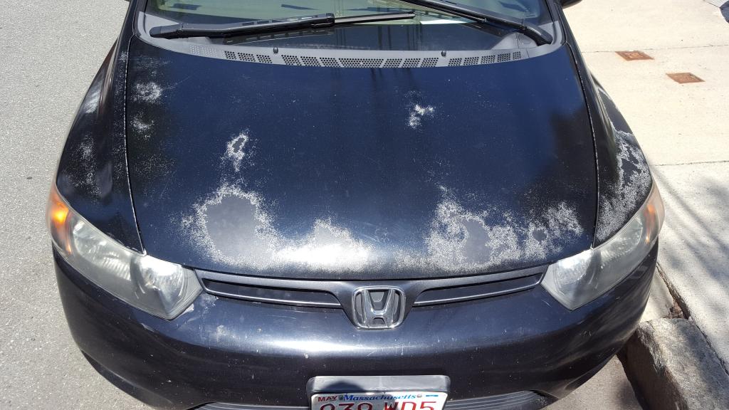 2006 Honda Civic Clearcoat And Paint Problems: 152 Complaints | Page 2