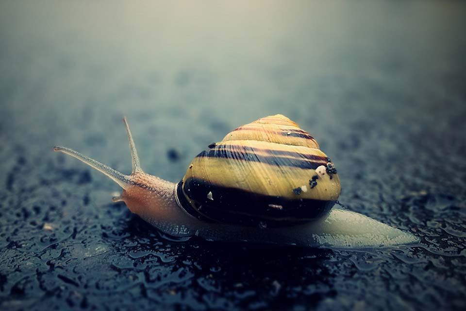 A snail on the road