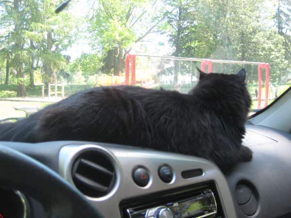 Black cat on a dashboard