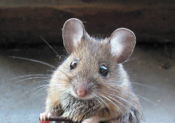 Toyota Soy-Based Wiring Lawsuit Says Rodents Chew Wiring