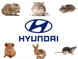 Hyundai Soy-Based Wiring Lawsuit Says Rodents Damage Vehicles