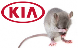 Kia Soy-Based Wiring Chewed by Rodents: Lawsuit