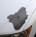 paint is peeling off in sheets on hood & trunk