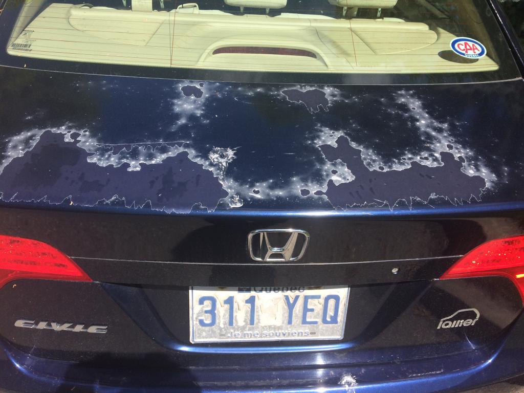 Honda Civic Paint Peeling - Honda Civic