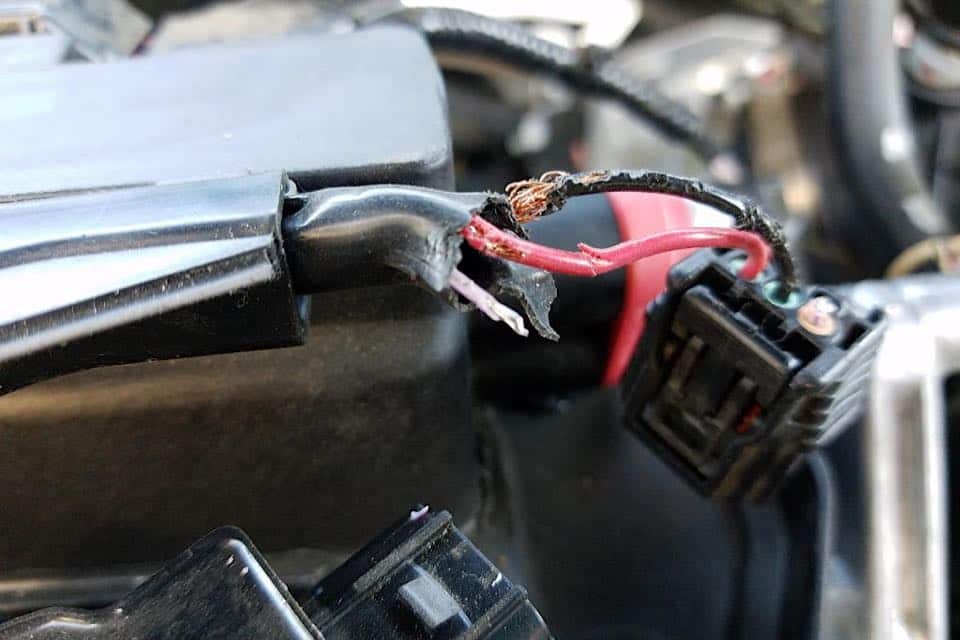 A chewed wiring harness showing exposed copper wiring