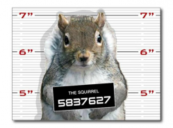 Kia Class-Action Lawsuit Says Animals Eat Soy-Based Wiring