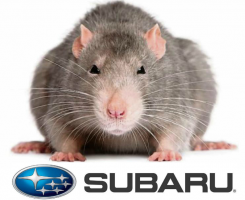 Subaru Soy-Based Wiring Lawsuit Filed in Hawaii | CarComplaints.com