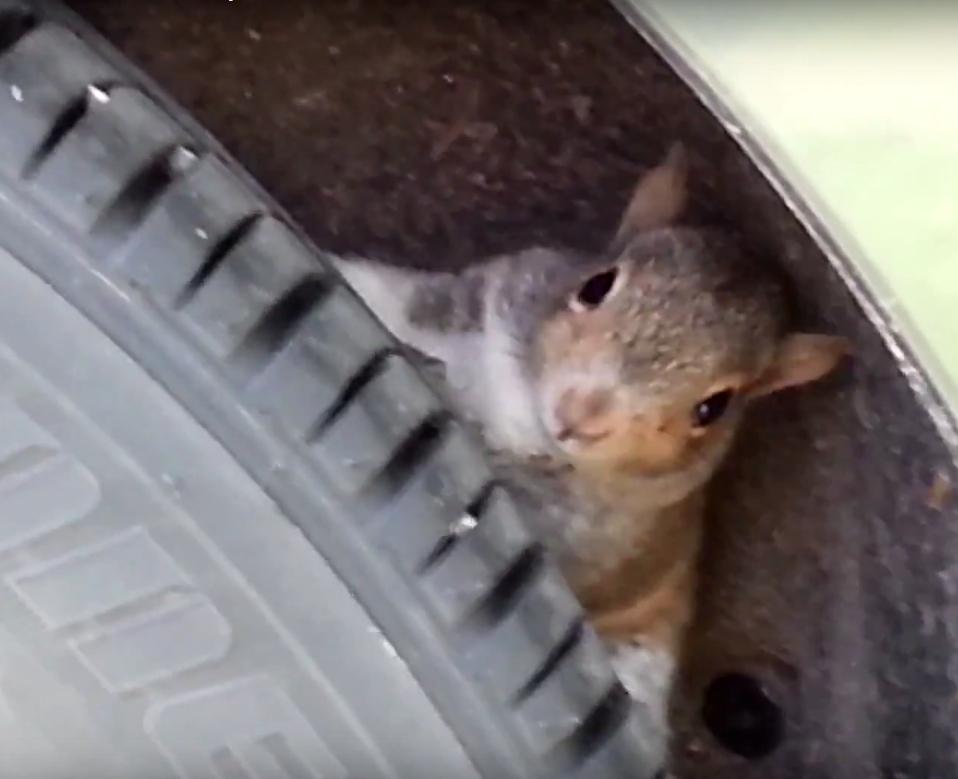 A Second Soy-Wiring Lawsuit Has Been Filed in Massachusetts | Toyota